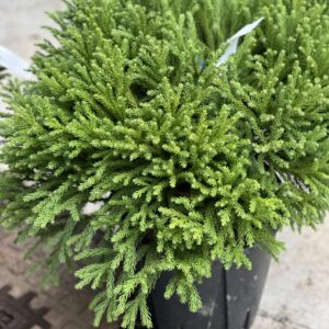 Cryptomeria Japonica - Japanse ceder - Sikkelden struik 50cm
