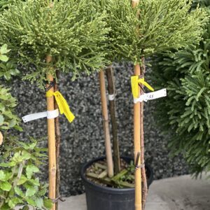 Cryptomeria japonica - Japanse ceder - Sikkelden op stam 110cm