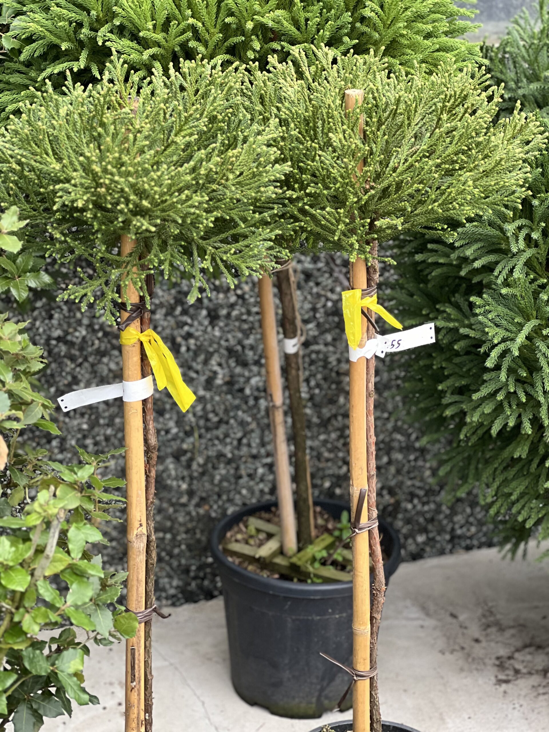 Cryptomeria japonica - Japanse ceder - Sikkelden op stam 110cm