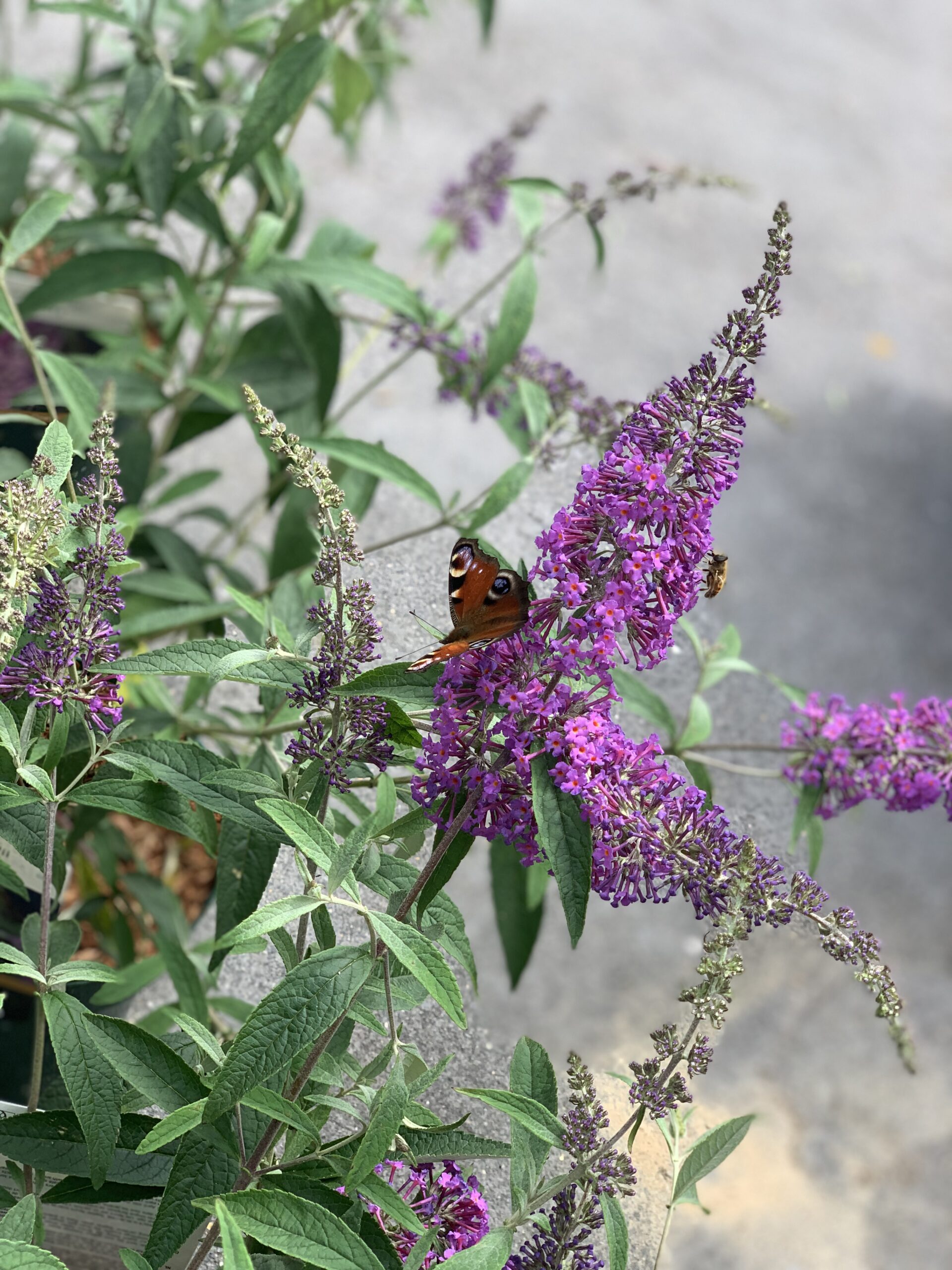 Buddleja Davidii Sophie - Image 2