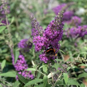 Buddleja Davidii Sophie