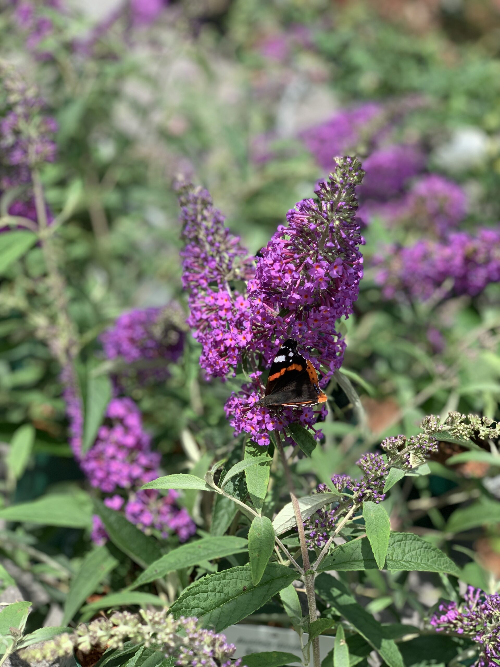 Buddleja Davidii Sophie