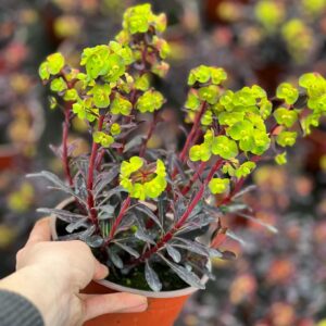 Euphorbia amygdaloides ‘Purpurea