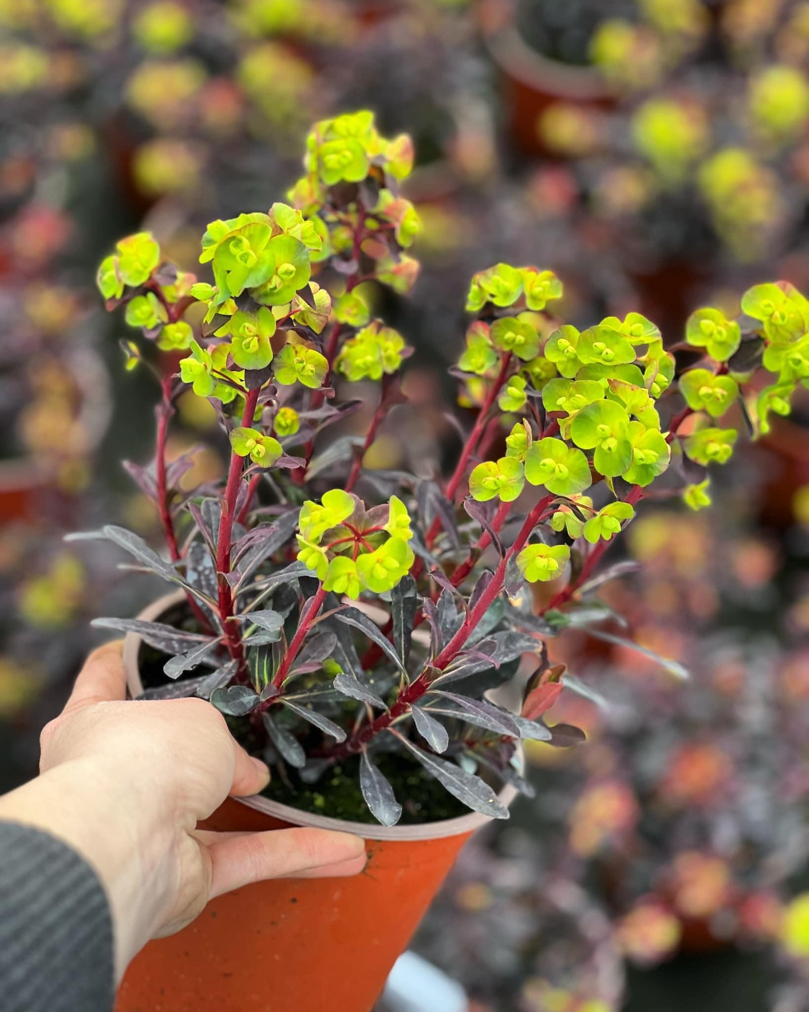 Euphorbia amygdaloides ‘Purpurea