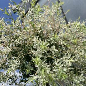 Salix integra Hakuro Nishiki - Japanse sierwilg 250cm