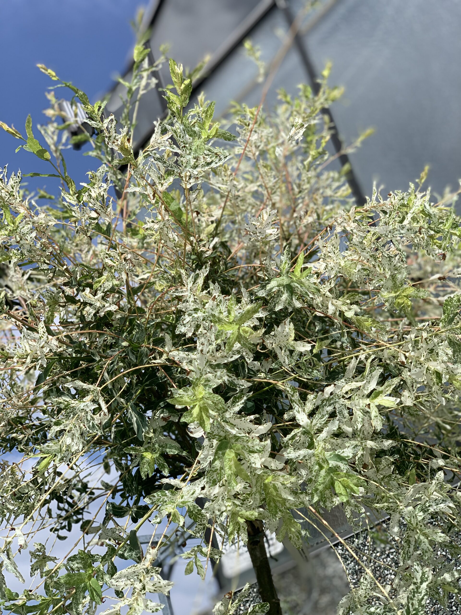 Salix integra Hakuro Nishiki - Japanse sierwilg 250cm