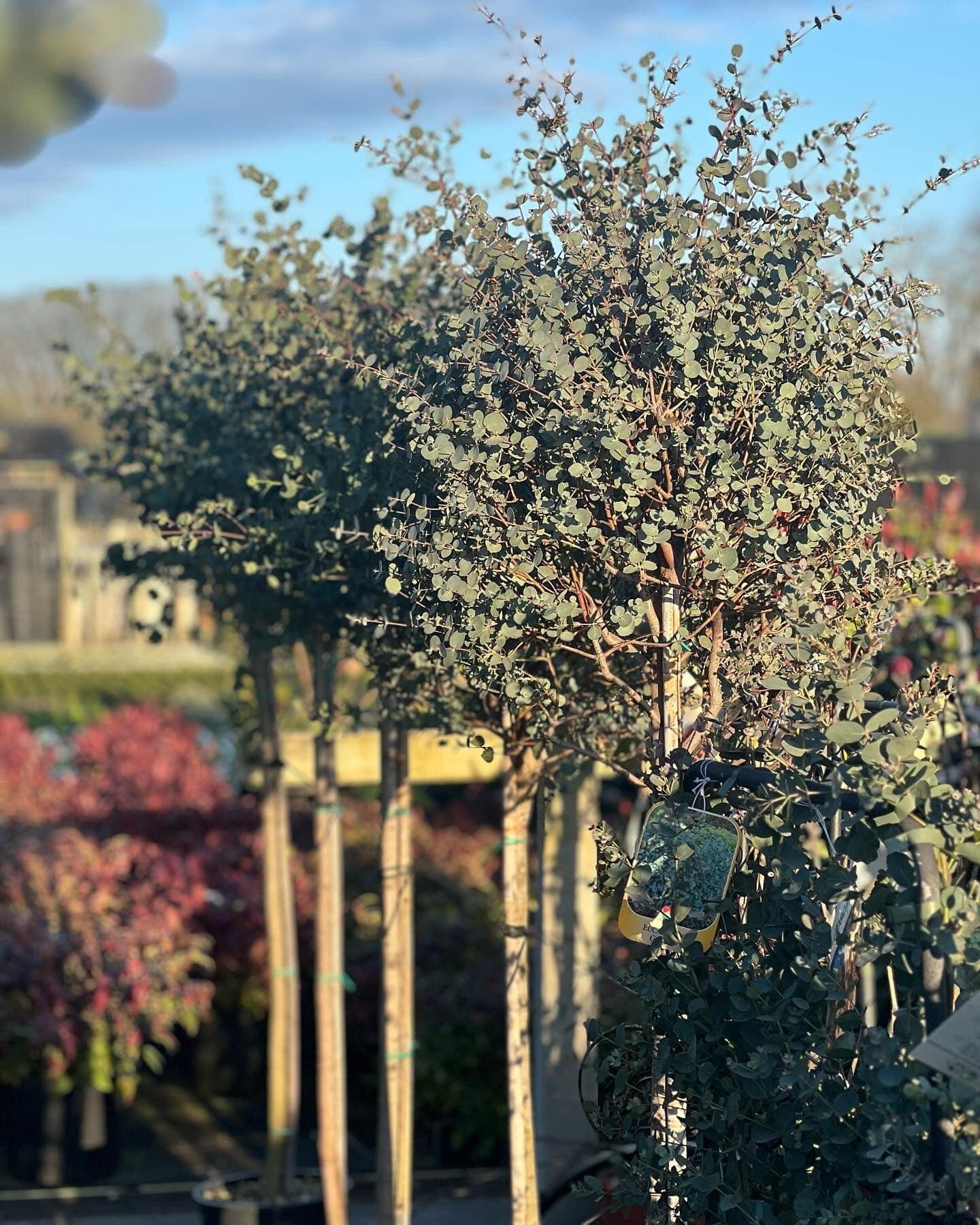 Eucalyptus Gunnii op stam