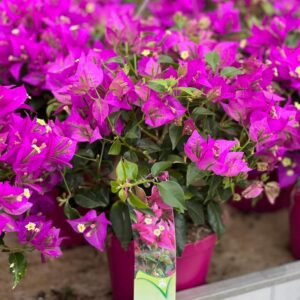 Bougainvillea op struik