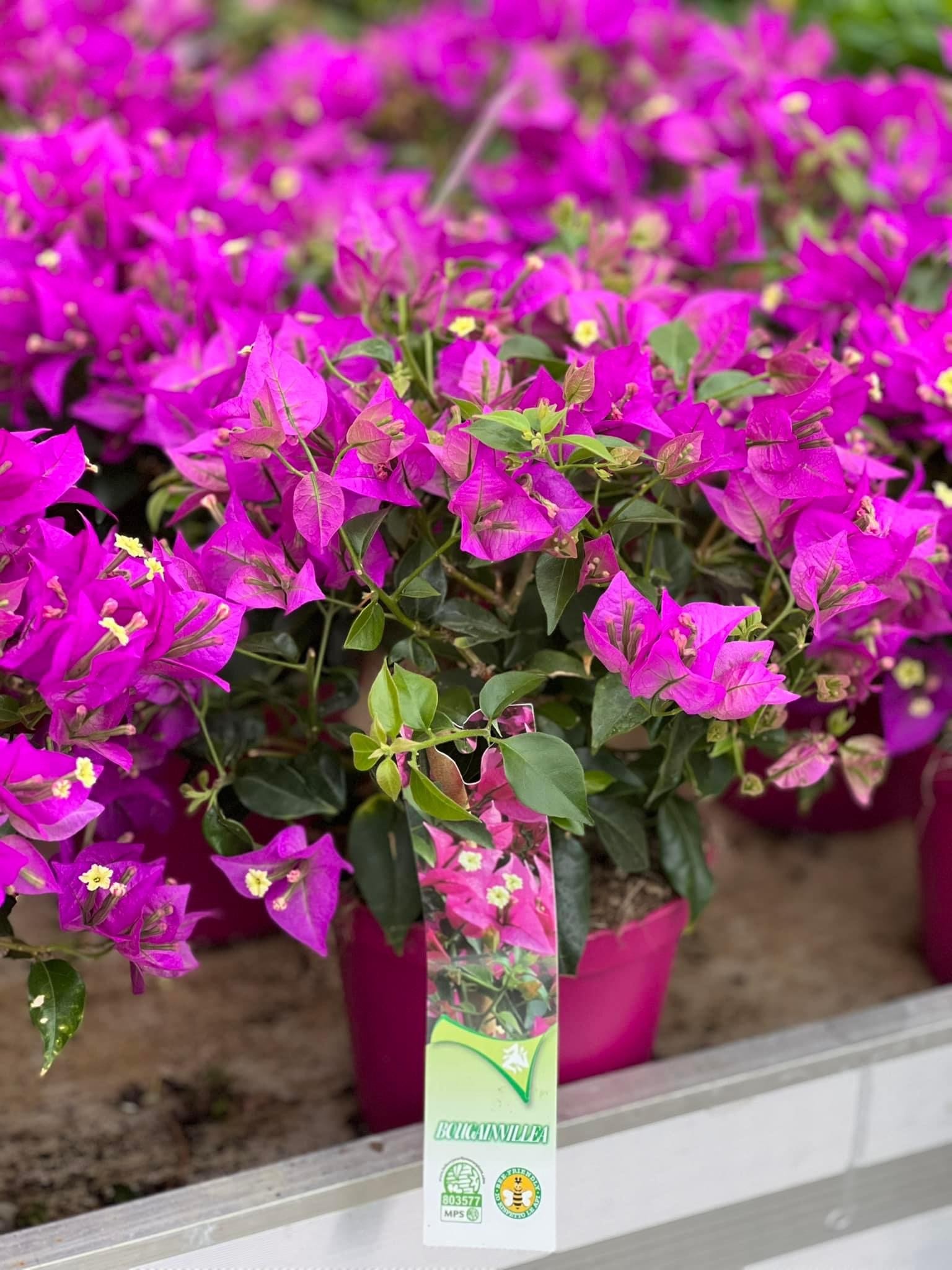 Bougainvillea op struik