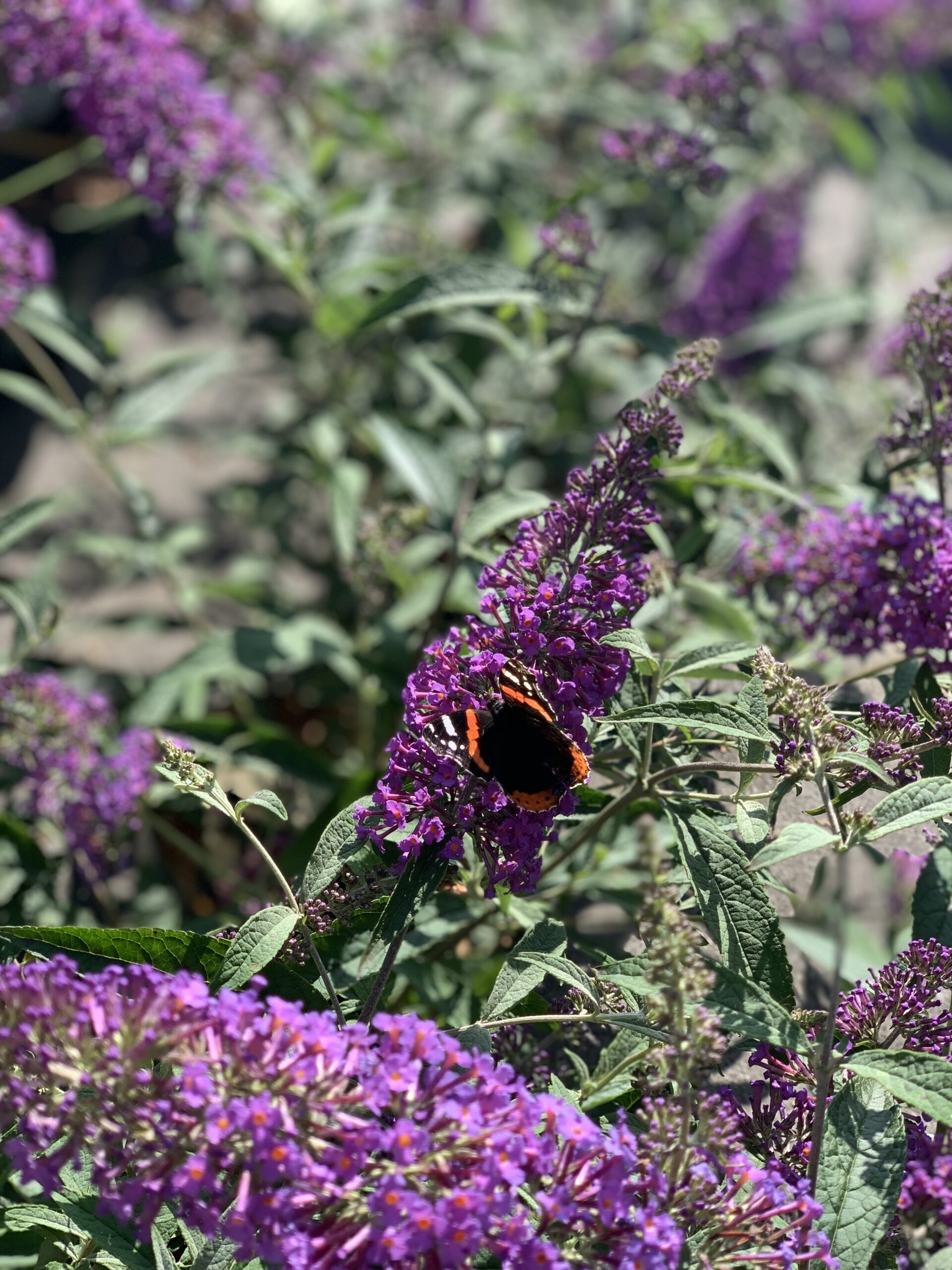 Buddleja Davidii Sophie - Image 3