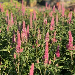Veronica Spicata First Love - Ereprijs