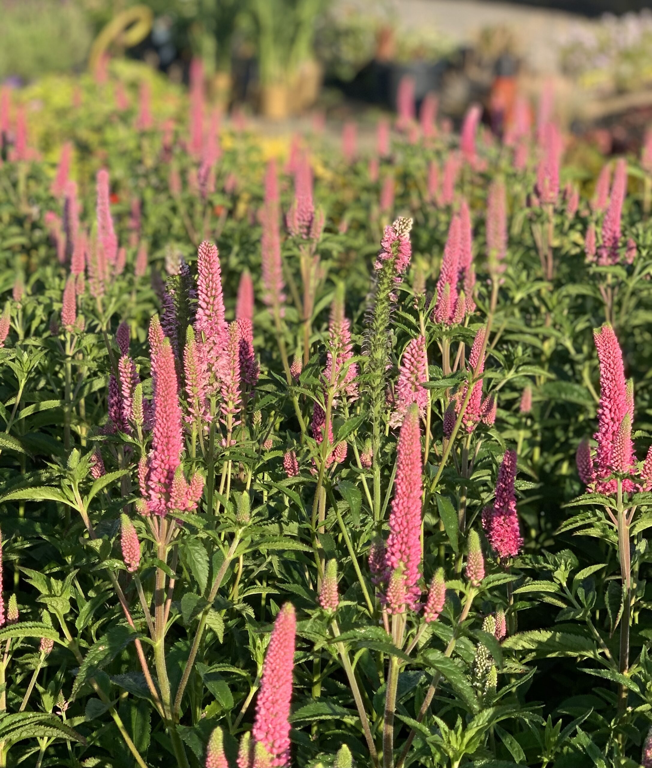 Veronica Spicata First Love - Ereprijs