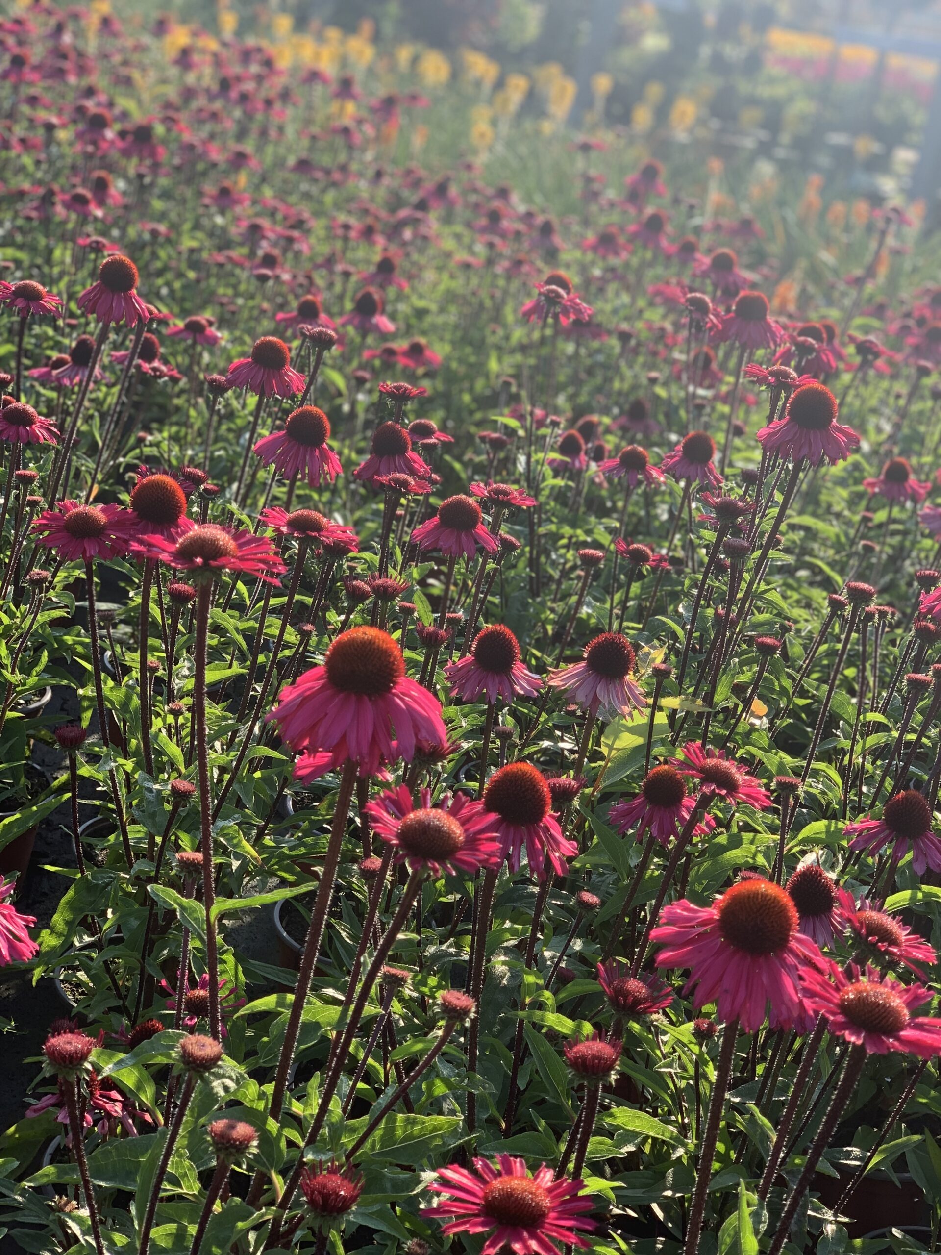 Echinacea Sensation Pink - Image 2