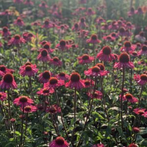 Echinacea Sensation Pink