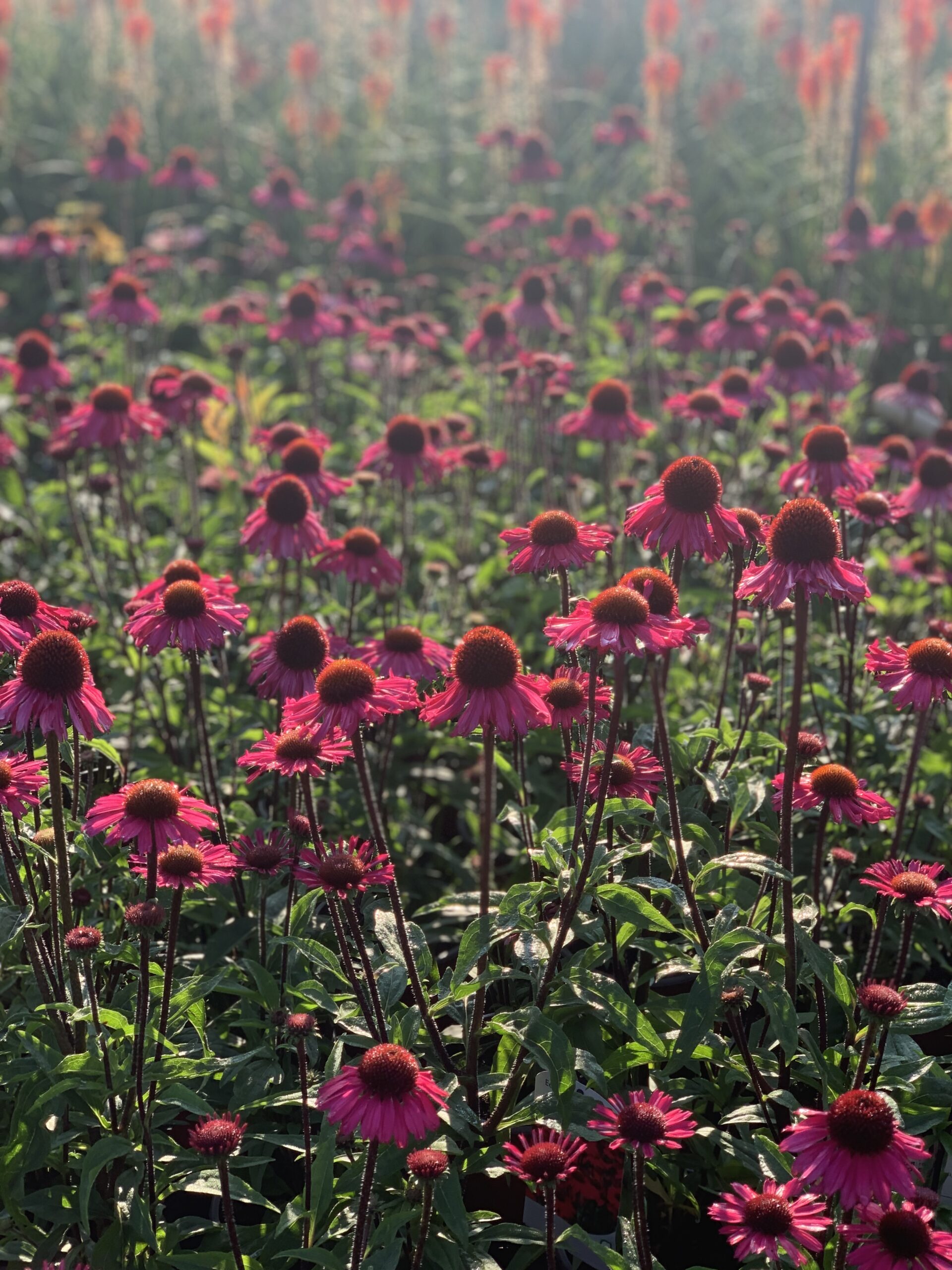 Echinacea Sensation Pink