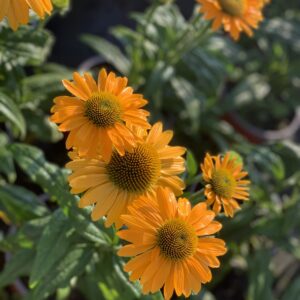 Echinacea Sunseekers Mellow