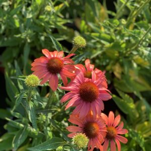 Echinacea Hot Lava