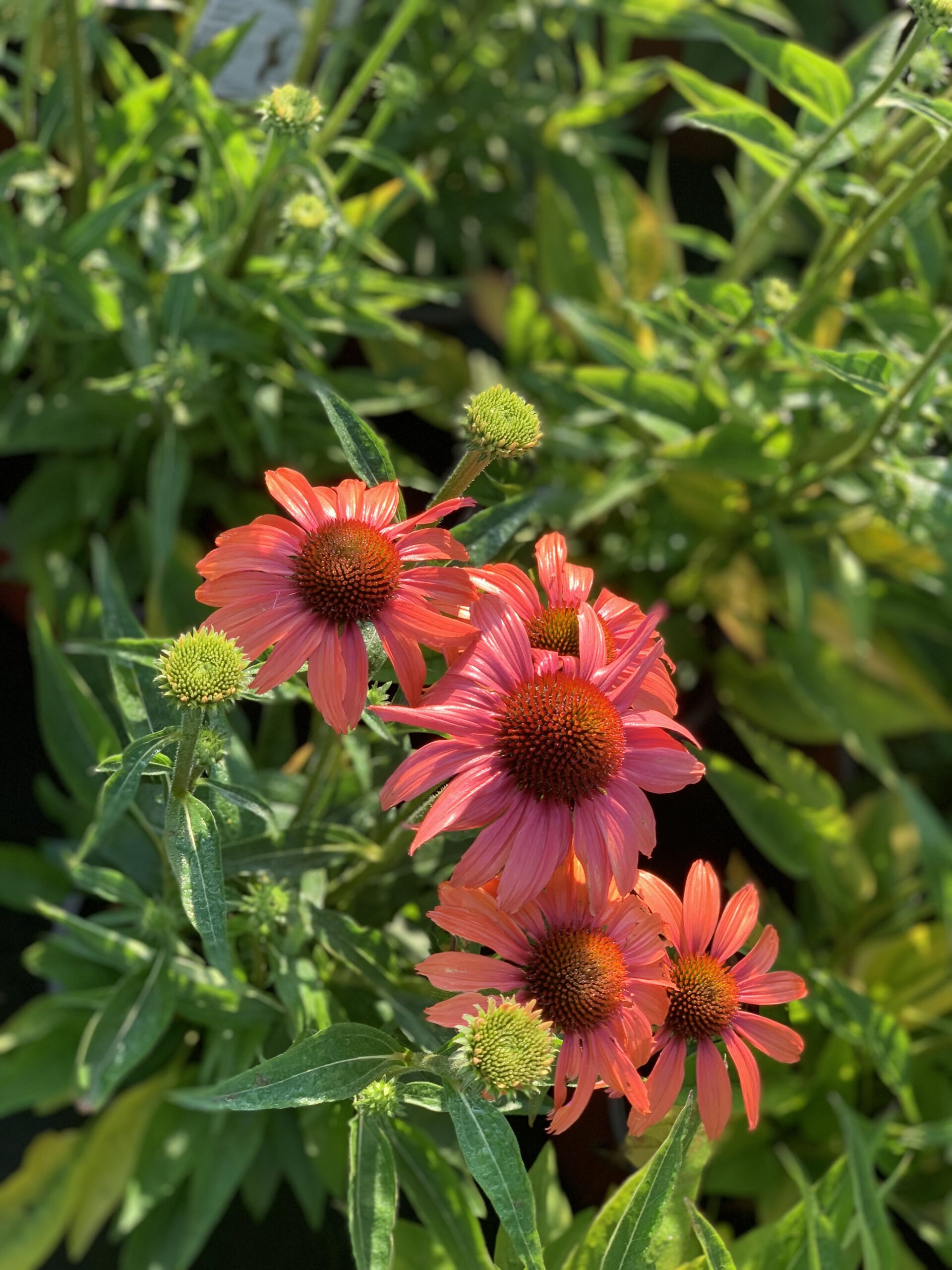 Echinacea Hot Lava