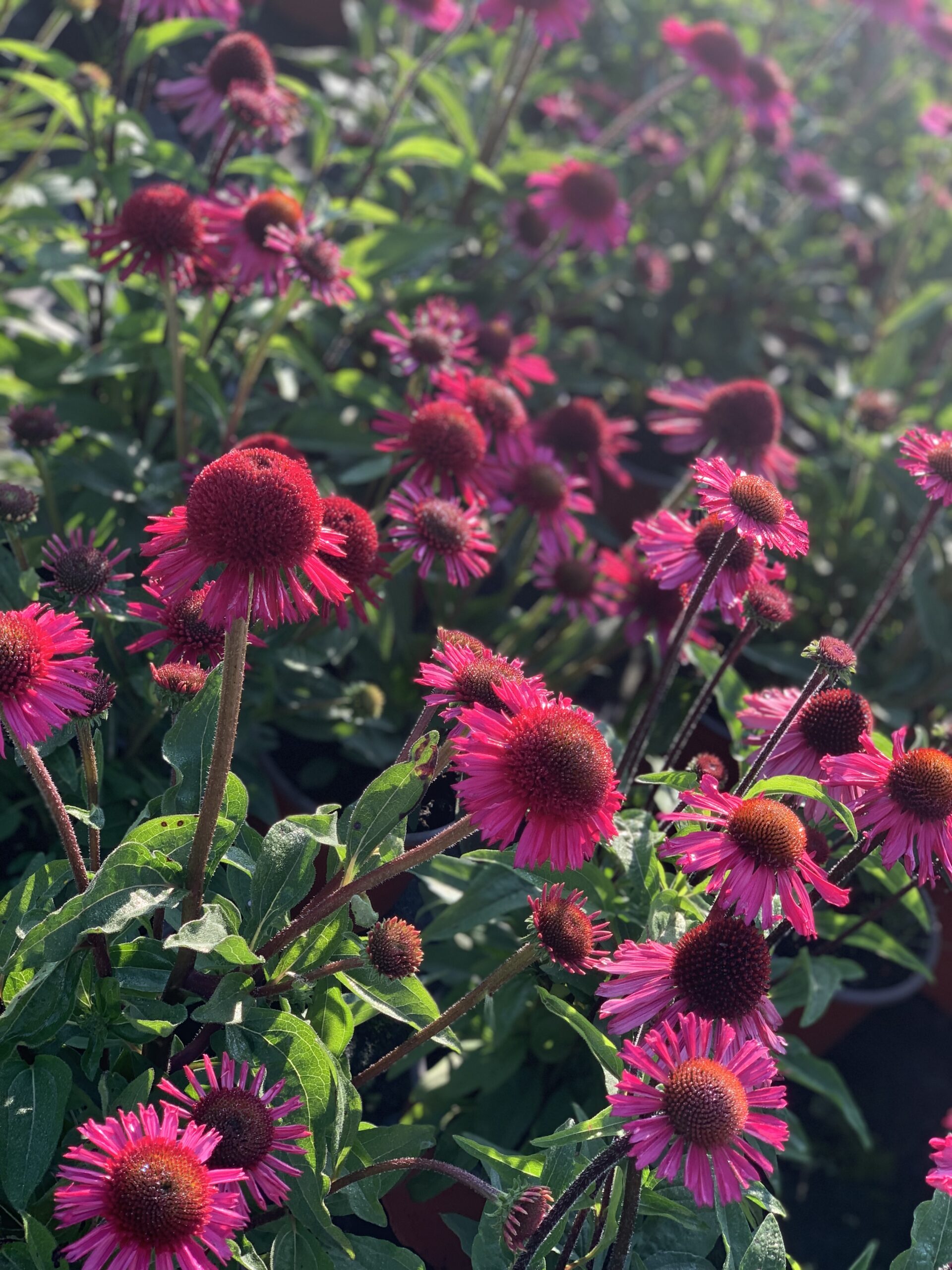 Echinacea Delicious Candy - Image 3