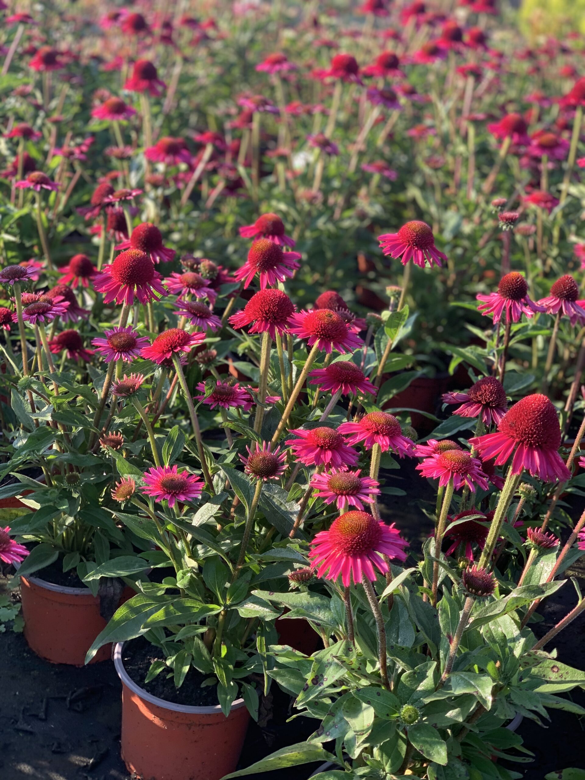 Echinacea Delicious Candy - Image 2