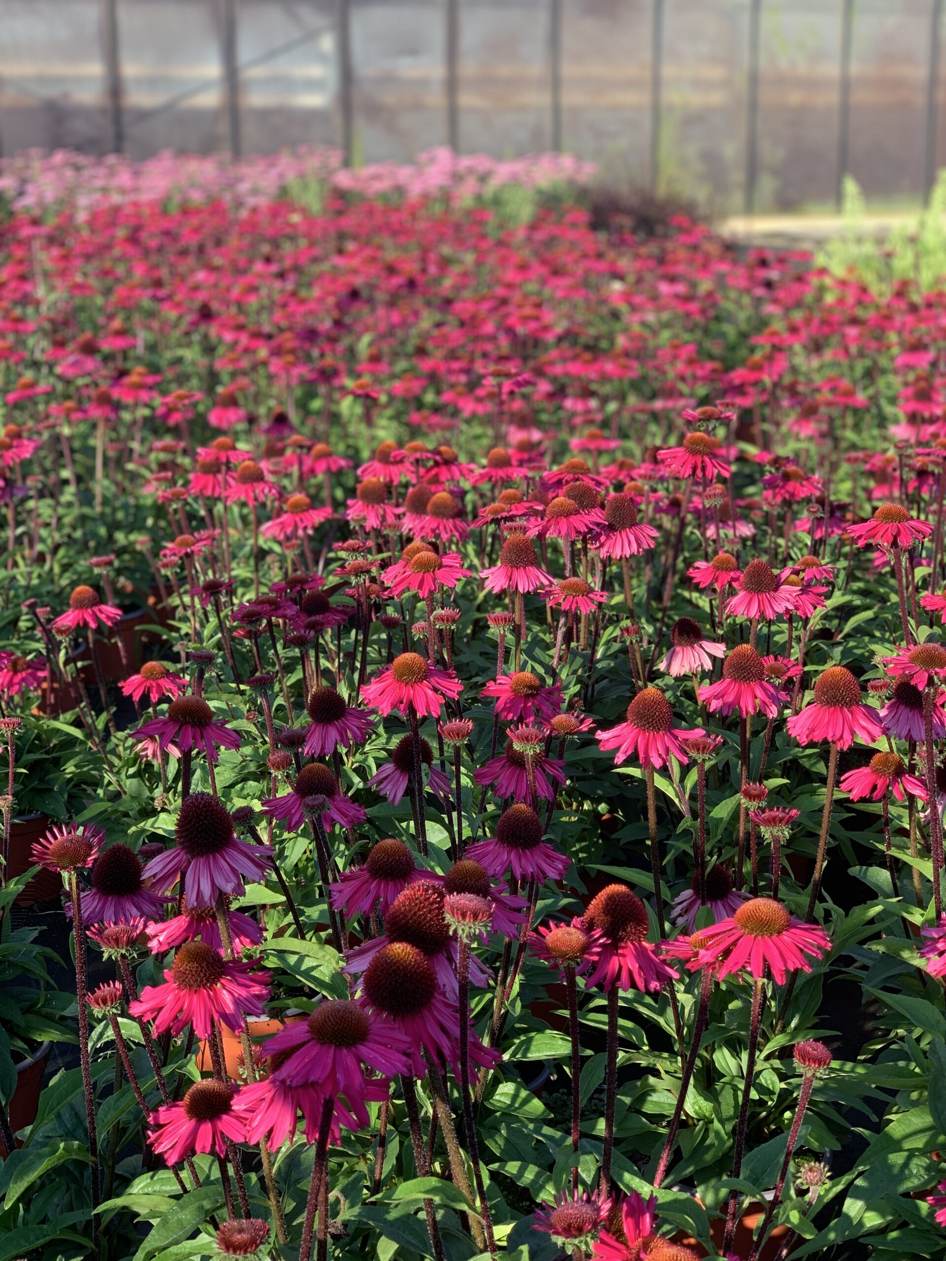 Echinacea Pick Up Pink - Image 2