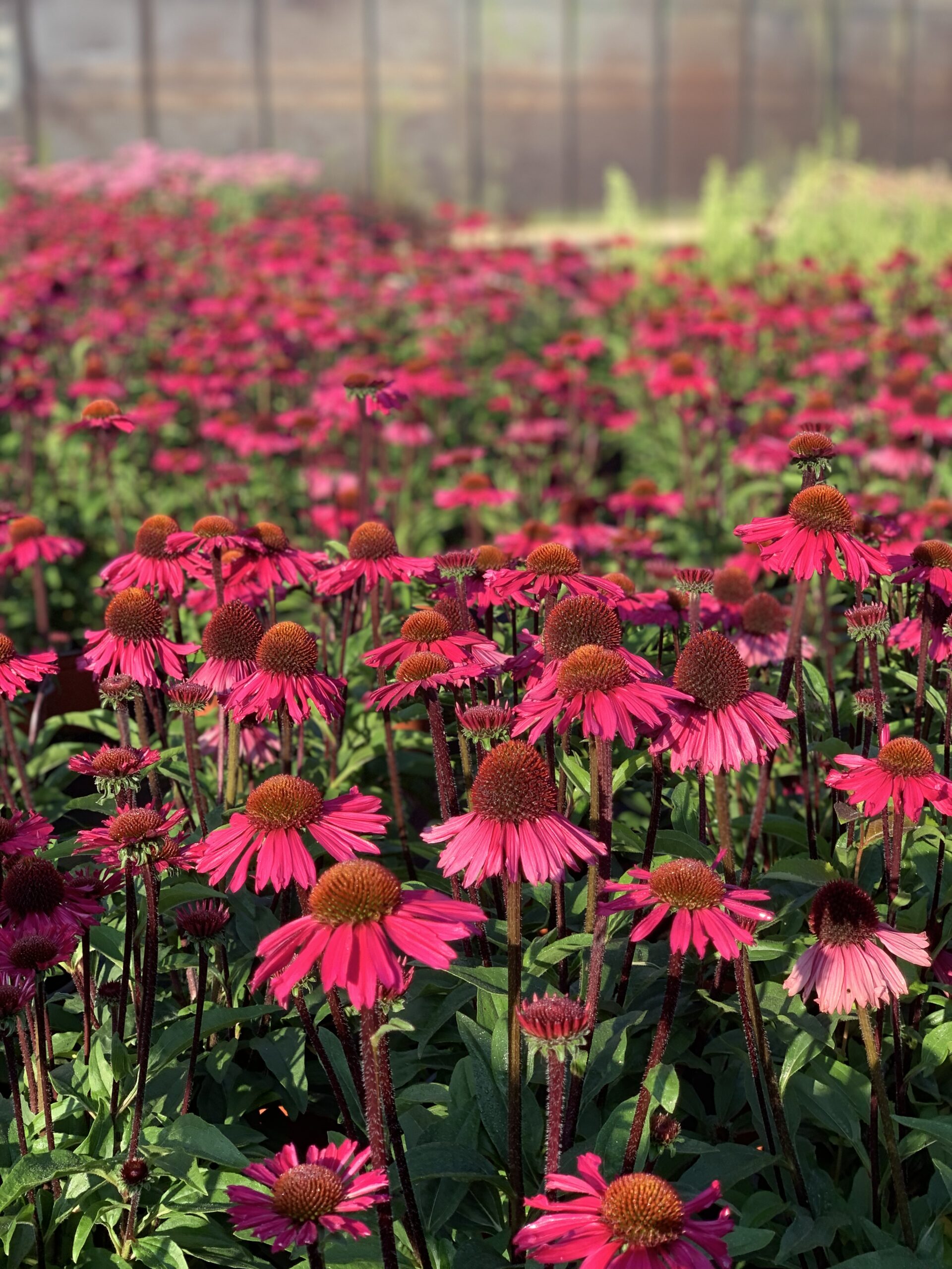 Echinacea Pick Up Pink