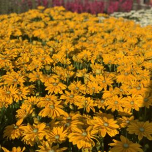 Rudbeckia Sunbeckia -