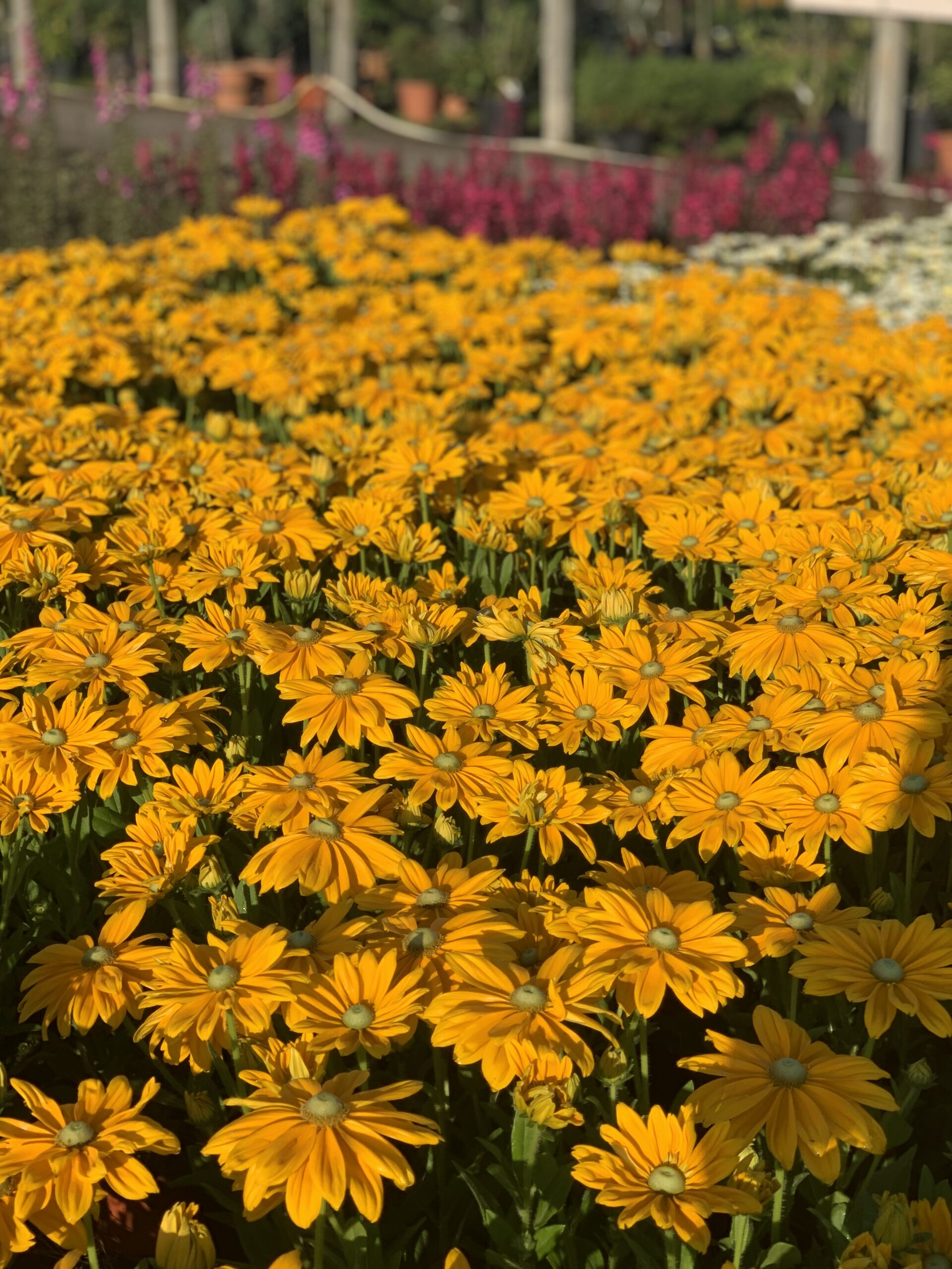 Rudbeckia Sunbeckia -