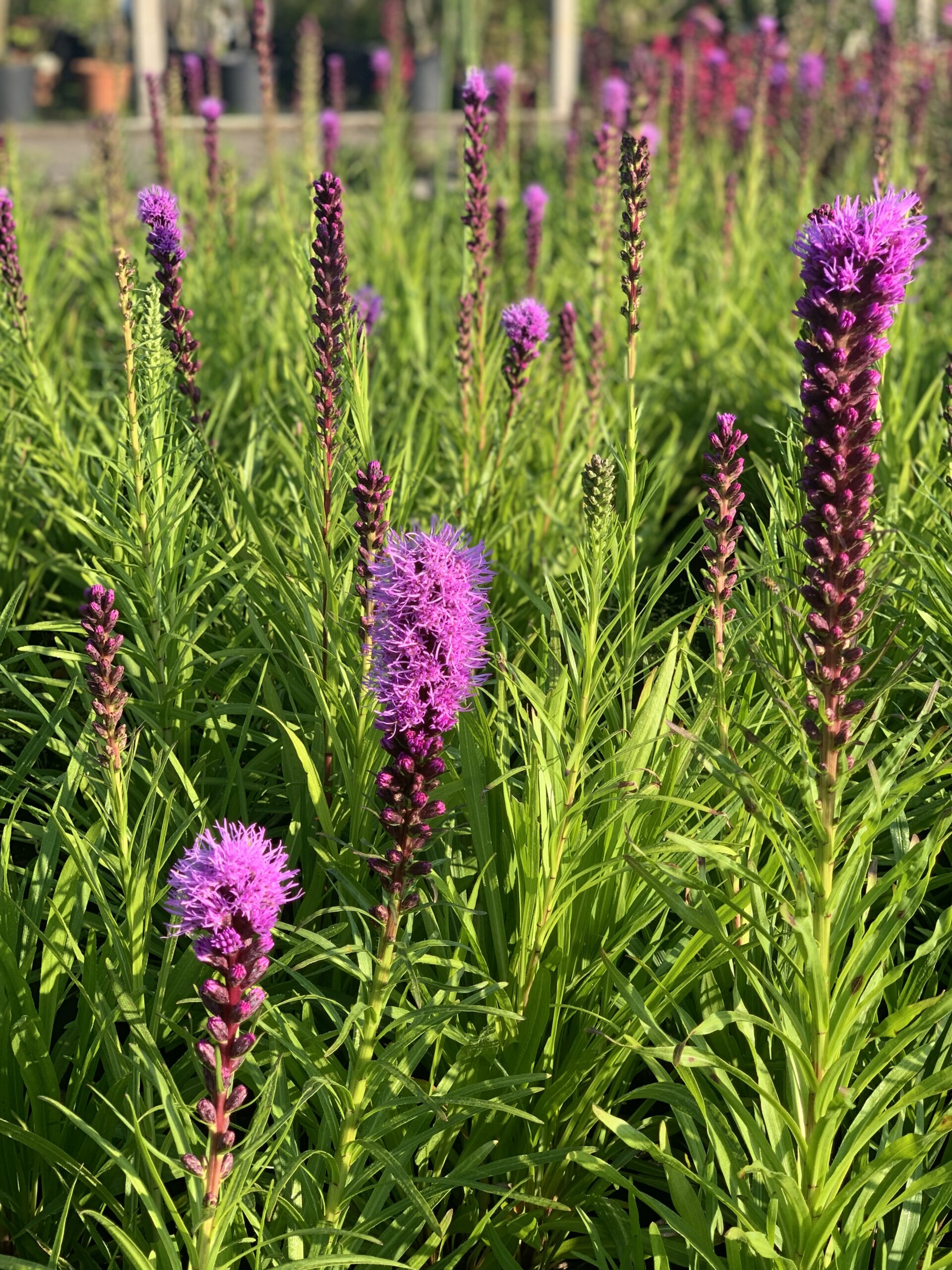 Liatris Spicata Kobold - Image 3