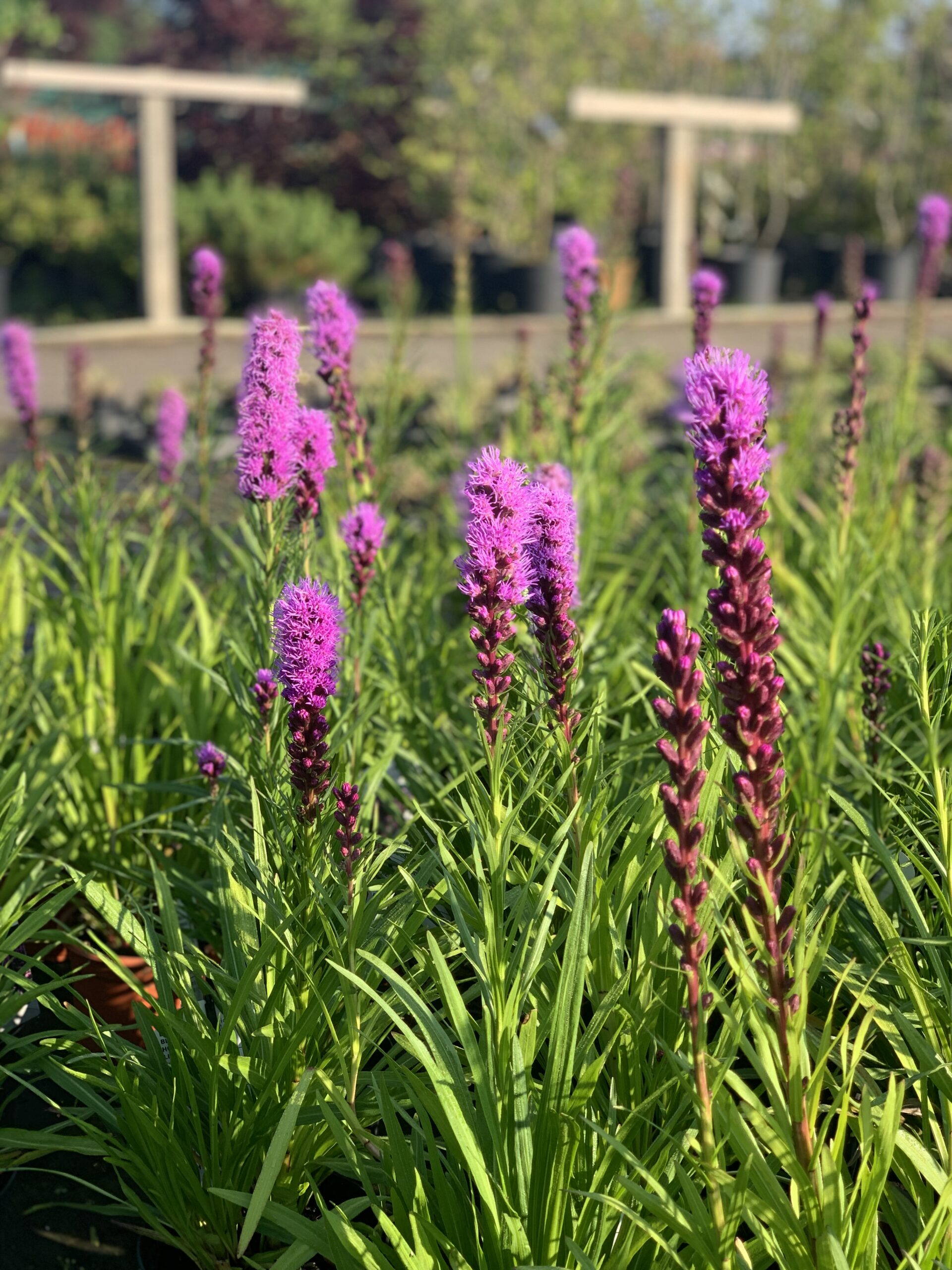 Liatris Spicata Kobold - Image 4