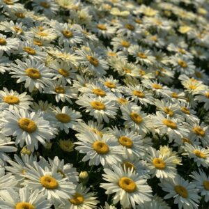 Leucanthemum x Superbum Broadway Lights