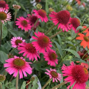 Echinacea Delicious Candy