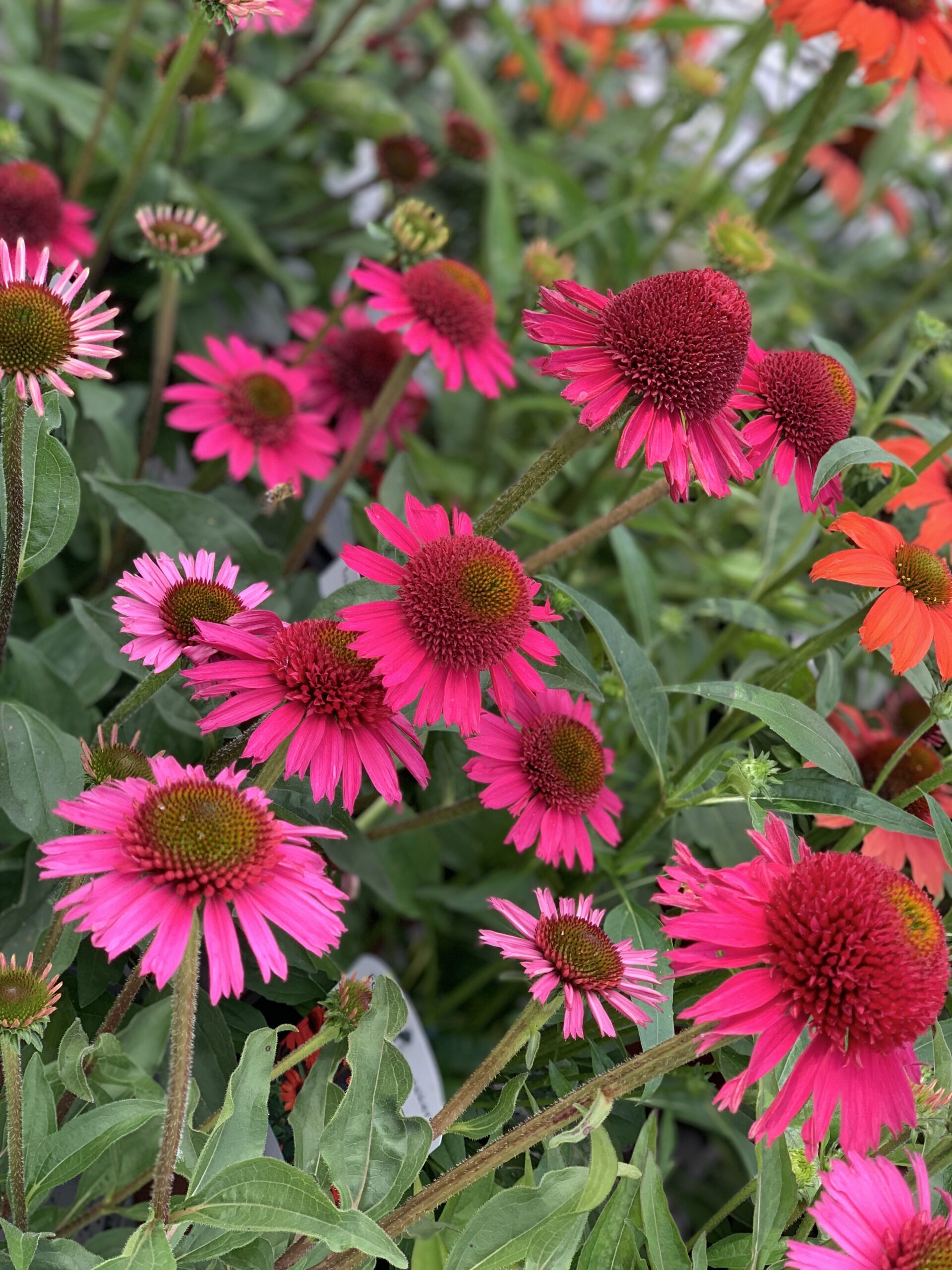 Echinacea Delicious Candy
