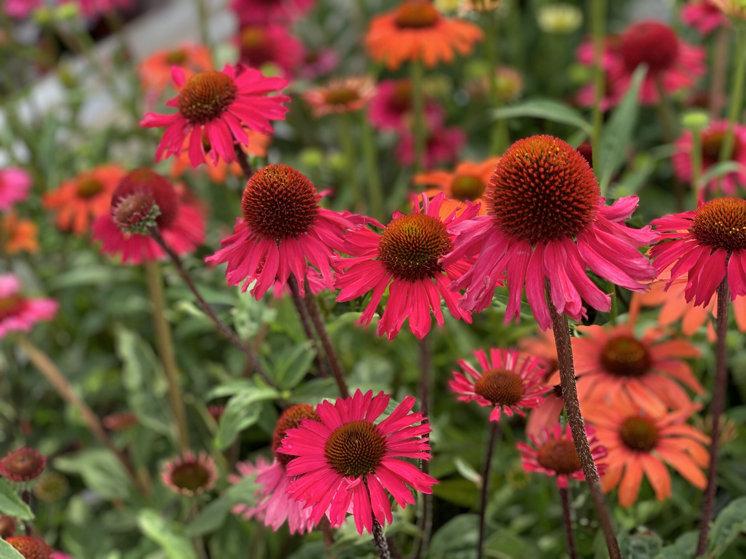 Echinacea Sensation Pink - Image 3