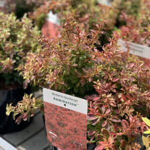Berberis Thunbergii Admiration - Japanse Zuurbes