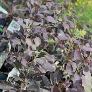 Cotinus Coggygria Royal Purple