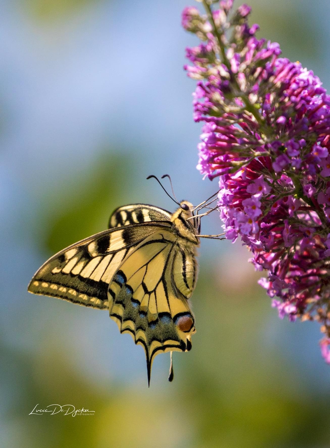 Buddleja Davidii Sophie - Image 4