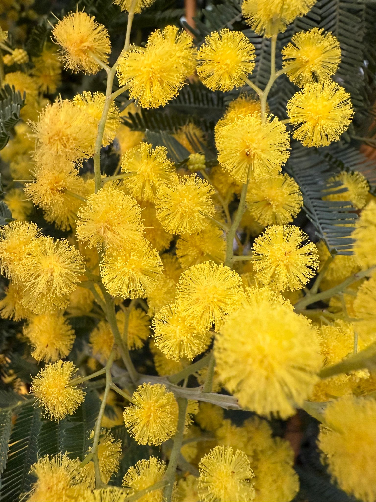 Mimosa Acacia Dealbata 160cm - Image 3