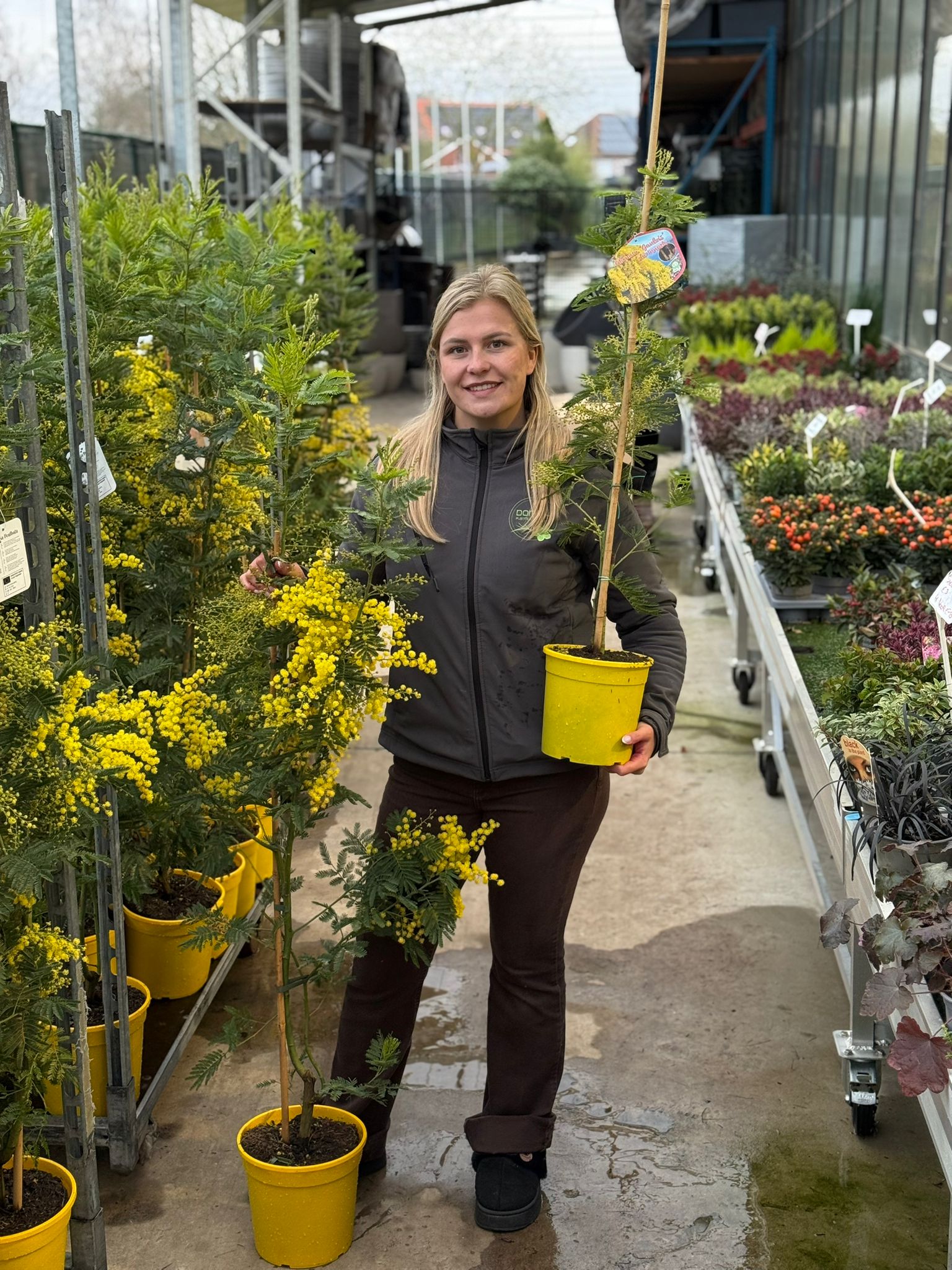 Mimosa Acacia Dealbata 160cm