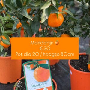 Mandarijnboom Clementine - Citrus reticulata clementina