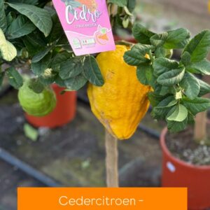 Citrus Medica - Cedercitroen - Reuzecitroen - Sukadecitroen