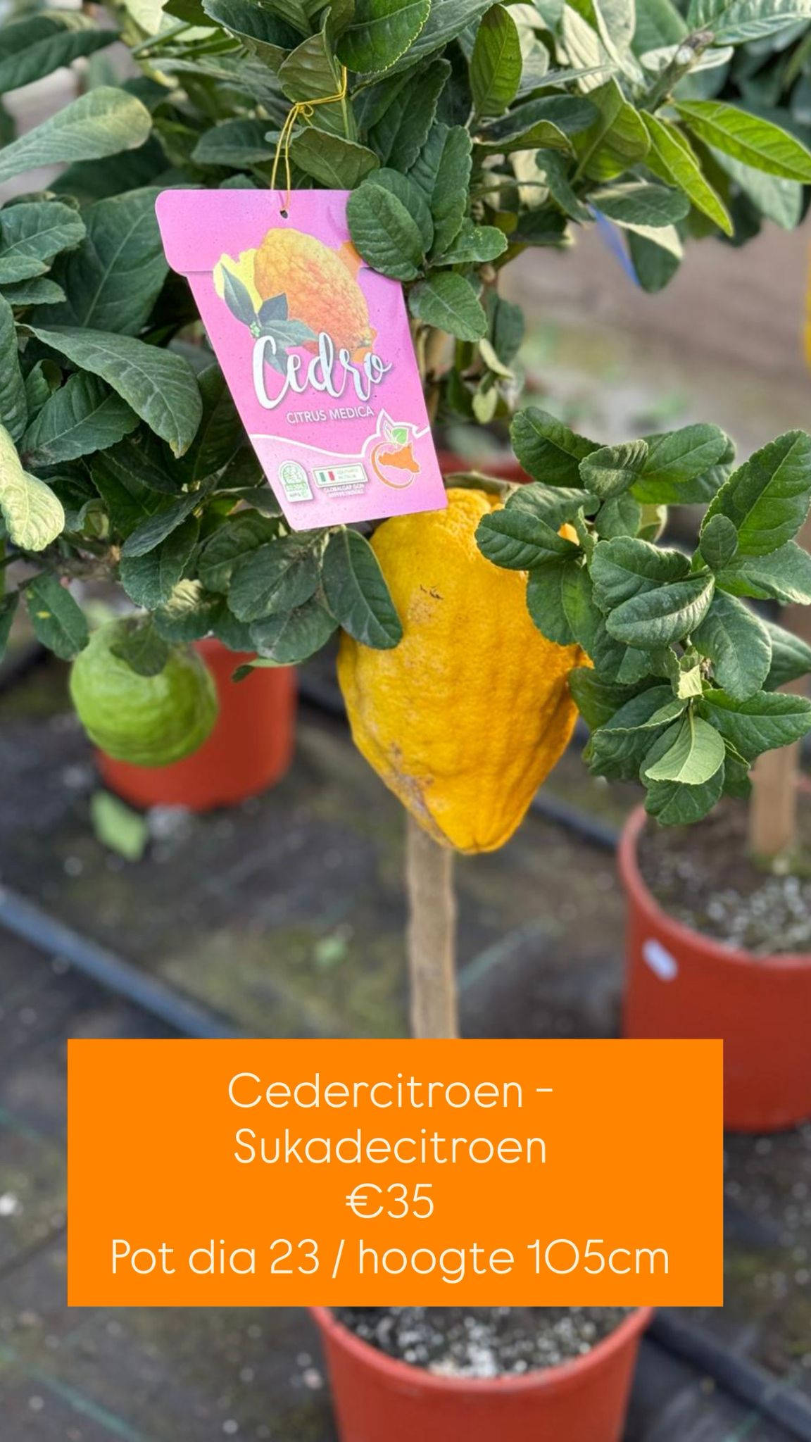 Citrus Medica - Cedercitroen - Reuzecitroen - Sukadecitroen