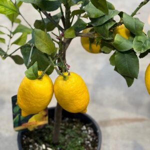 Citroenboom - Citrus limonum op stam 80cm