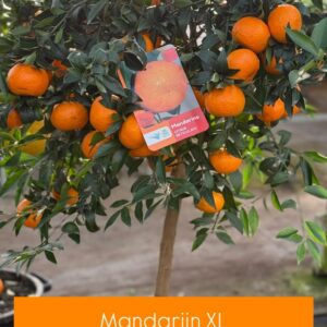 Mandarijnboom - Clementine