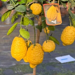 Citrus Medica - Cedercitroen - Reuzecitroen - Sukadecitroen