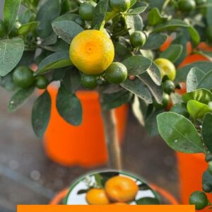 Calamandino  - Citrus Mitis Calamondin