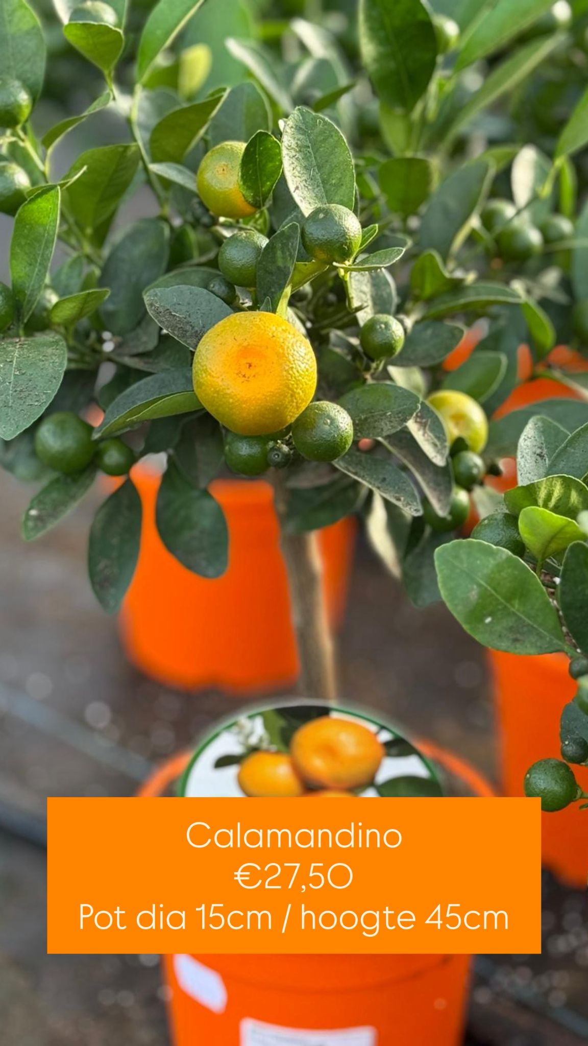 Calamandino - Citrus Mitis Calamondin