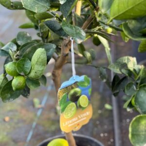 Limoenboom - Limetta verde