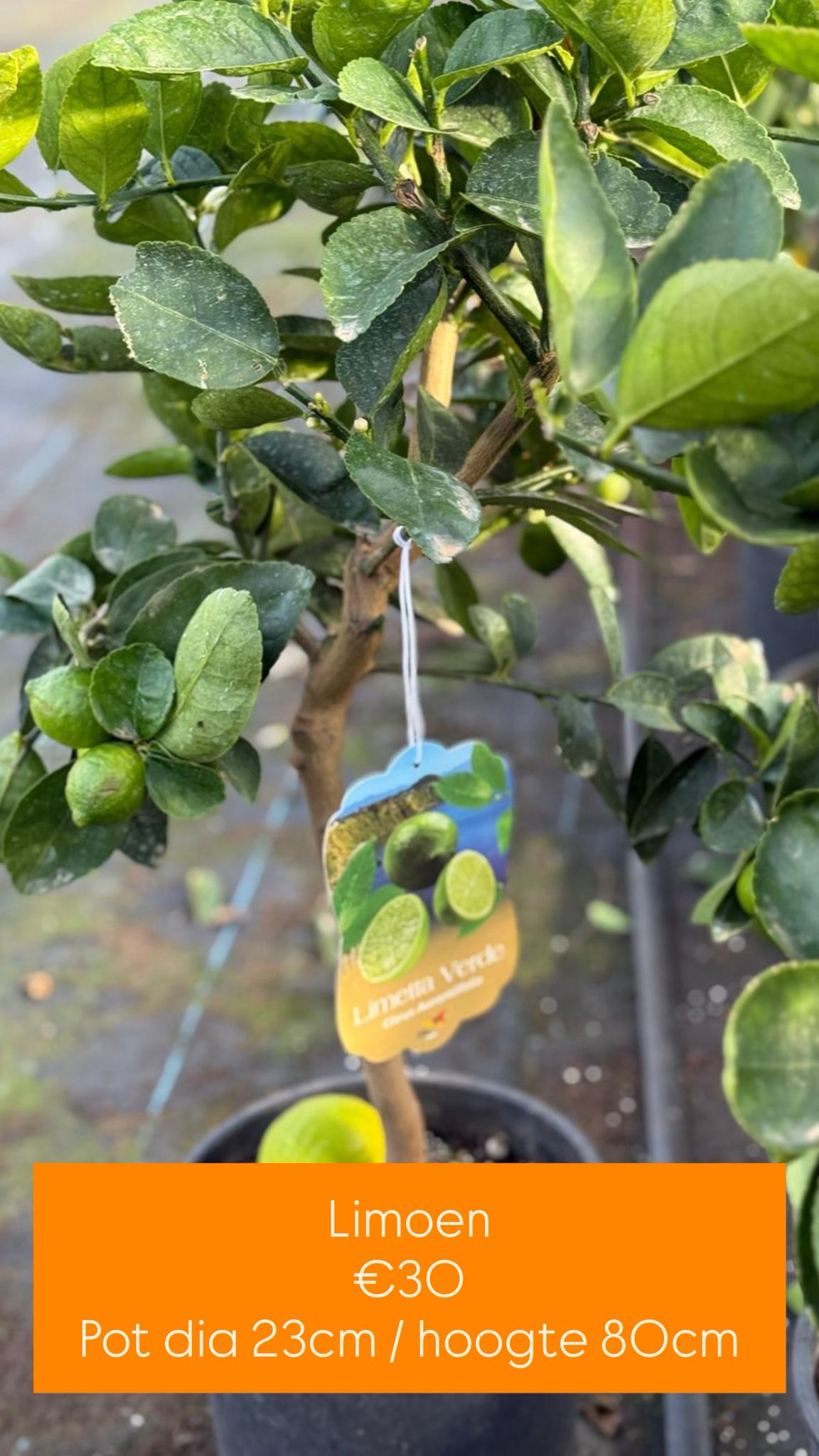 Limoenboom - Limetta verde