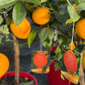 Citrus X Volkameriana - Limone Rosso - Rode citroen